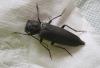 Arhopalus ferus
